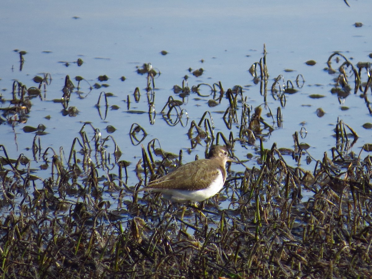 Common Sandpiper - Vagelis Kaniastas