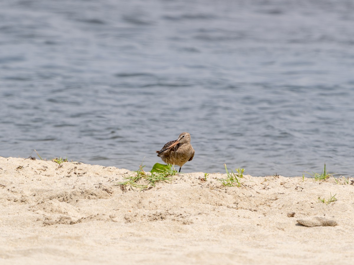 Marbled Godwit - Poncho Lizárraga