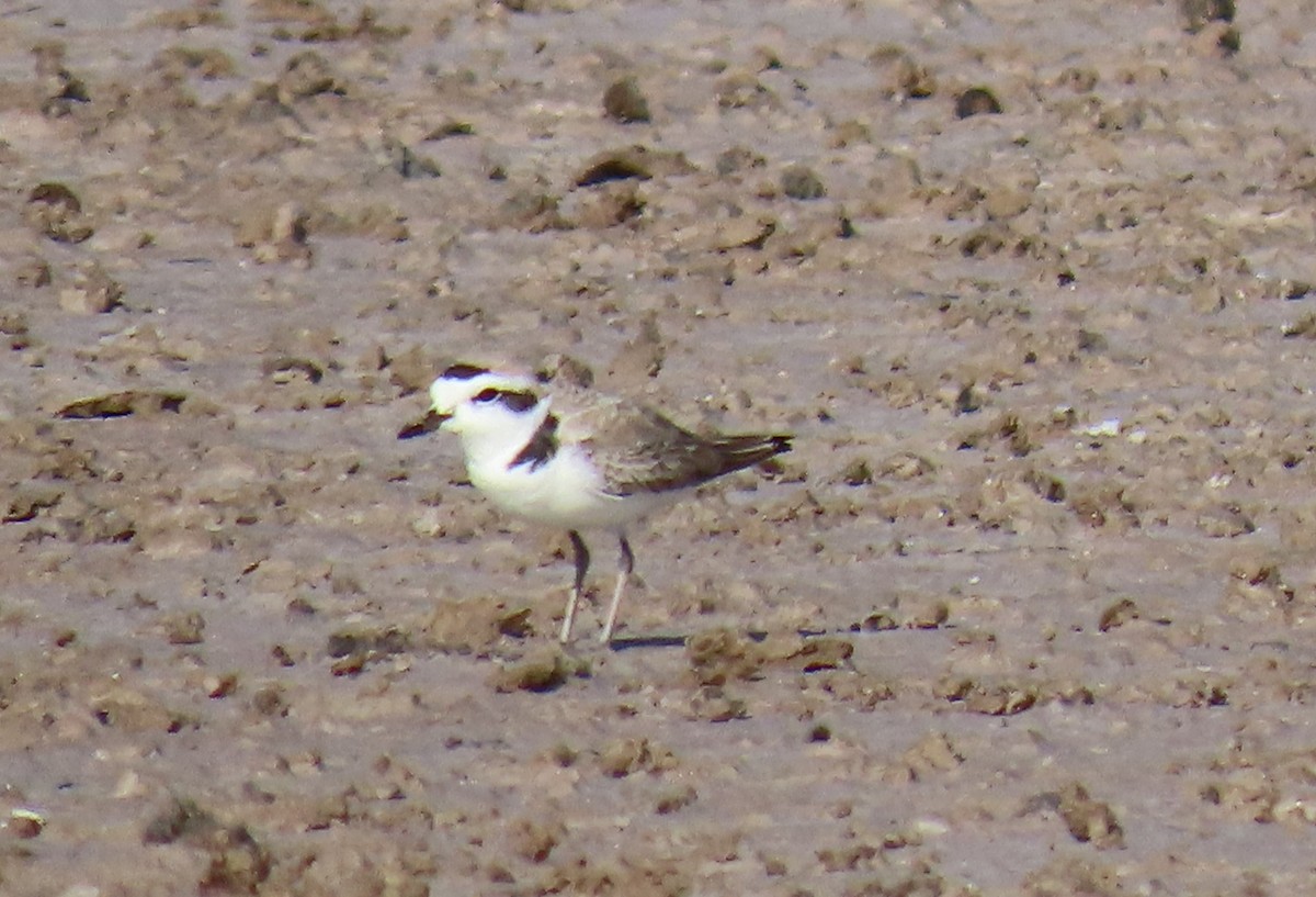 Snowy Plover - ML535524791