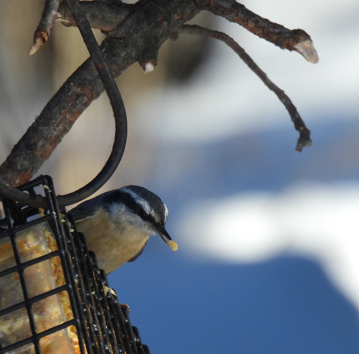 Red-breasted Nuthatch - ML535524821