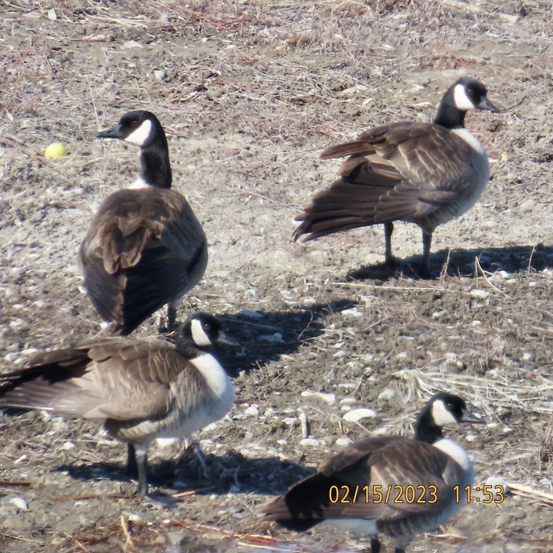 Canada Goose - ML535525021