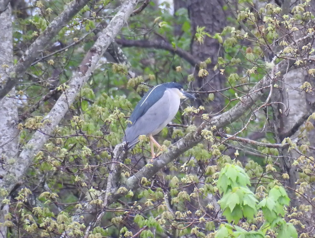 Black-crowned Night Heron - ML53552511