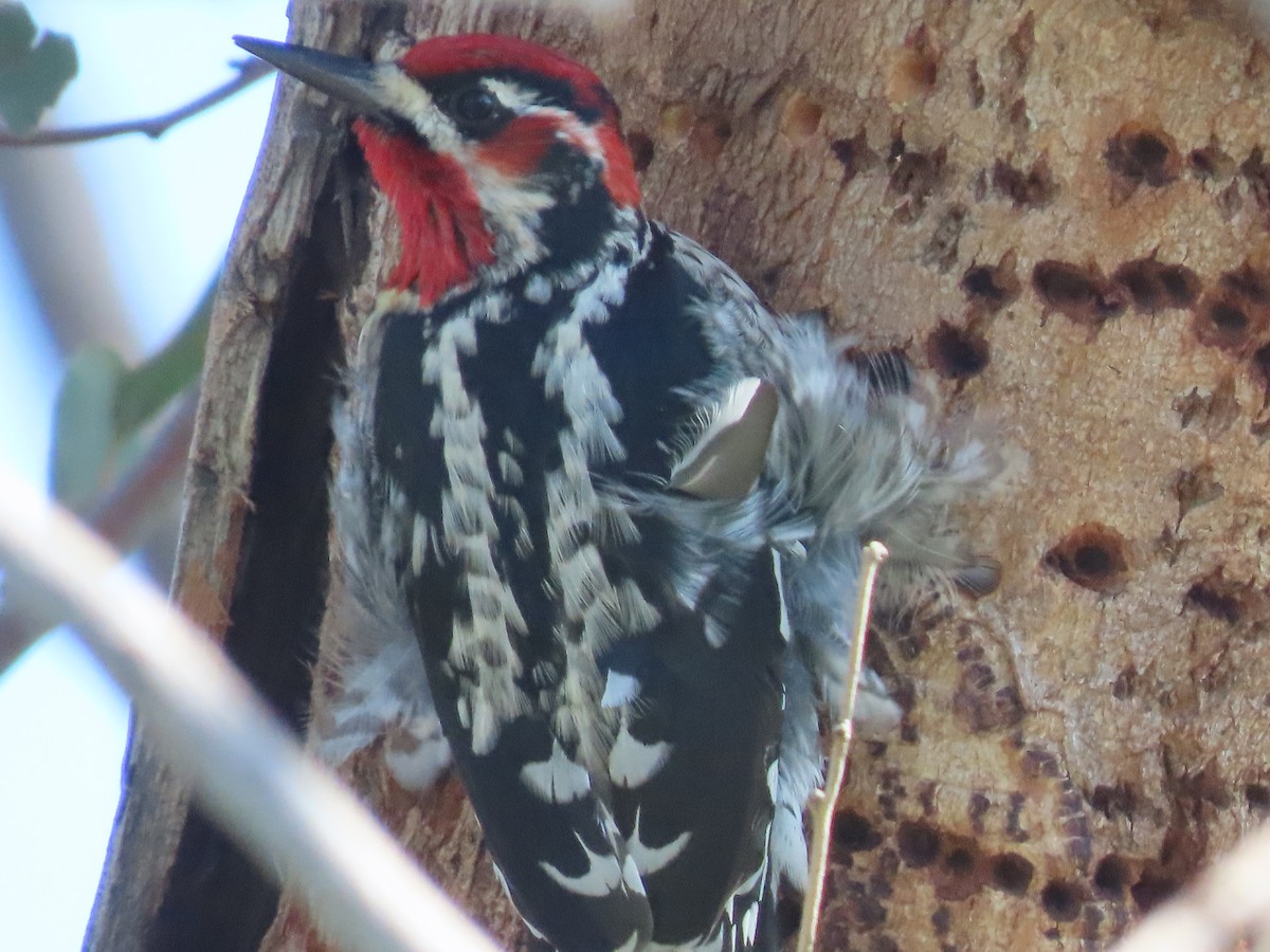 Red-naped/Red-breasted Sapsucker - Jan Gaffney