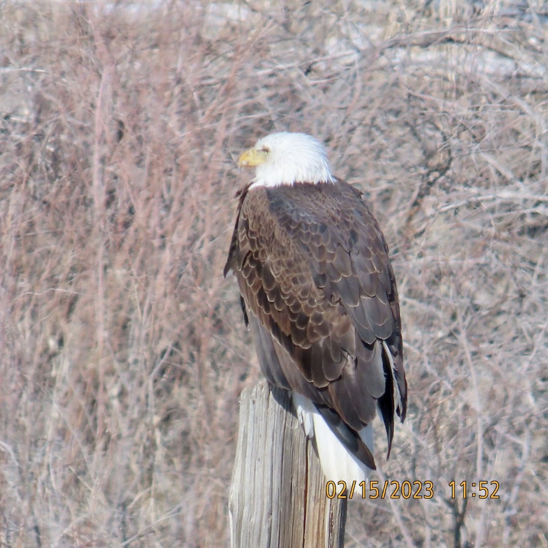 Bald Eagle - ML535525301