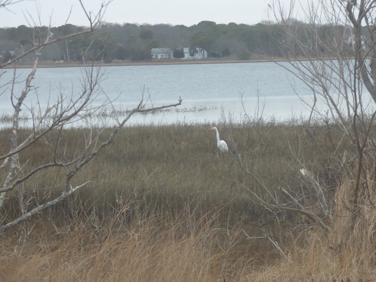 Цасч дэглий - ML535526001