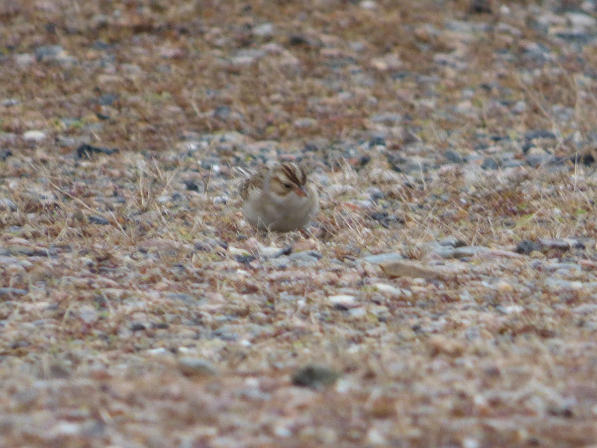 Clay-colored Sparrow - ML535526441