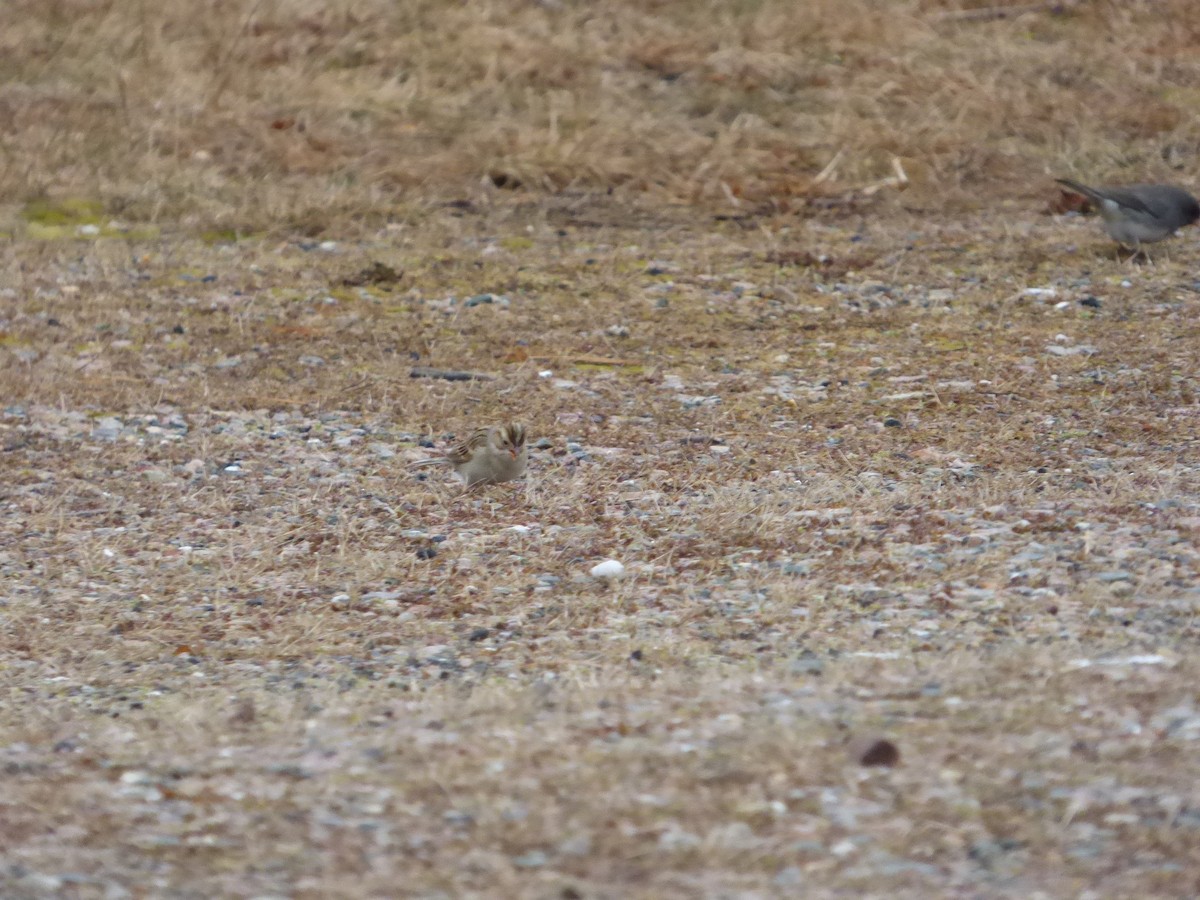 Clay-colored Sparrow - ML535526451