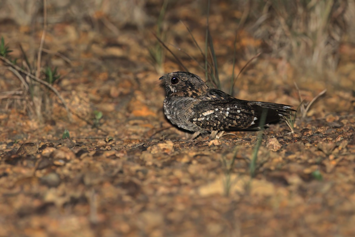 Little Nightjar - ML535526931