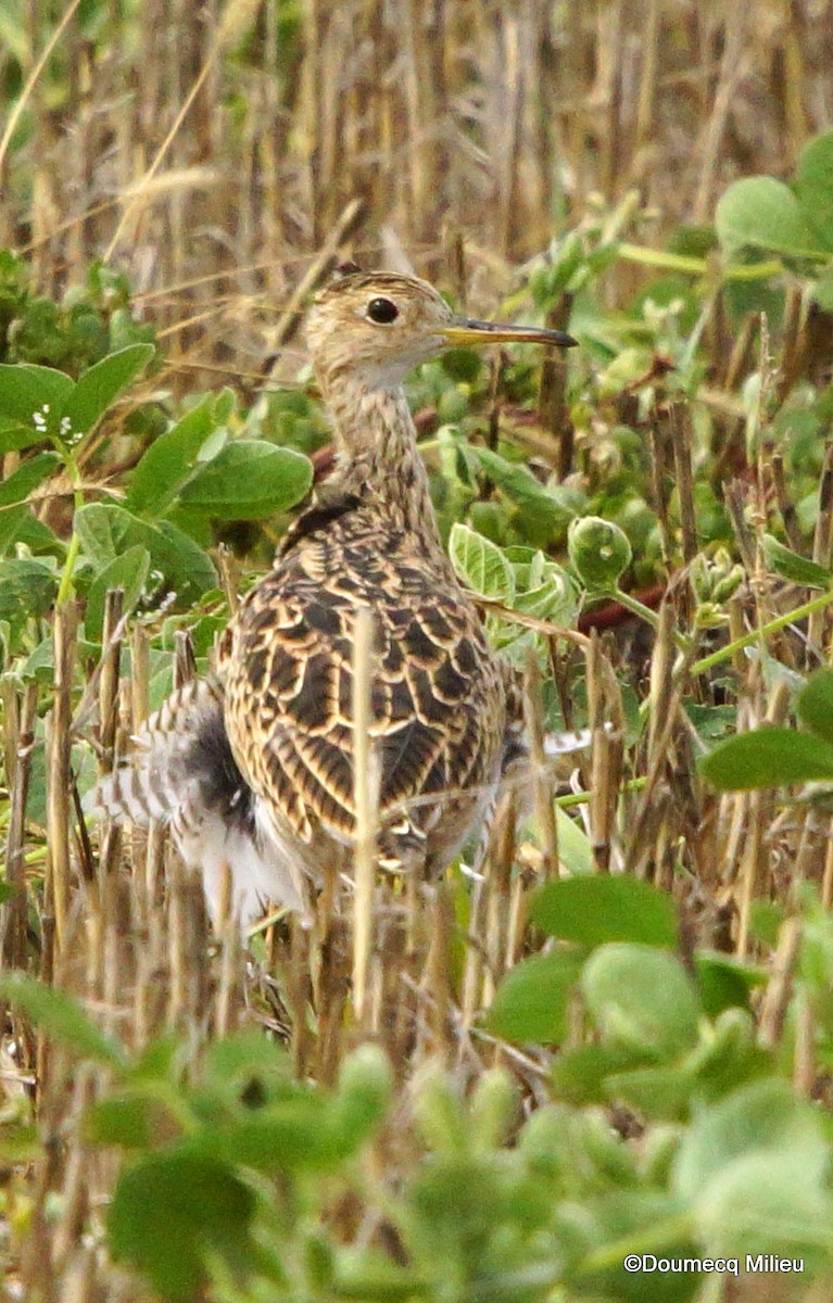 Upland Sandpiper - ML535527451