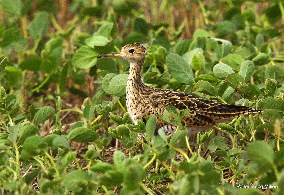 Upland Sandpiper - ML535527461