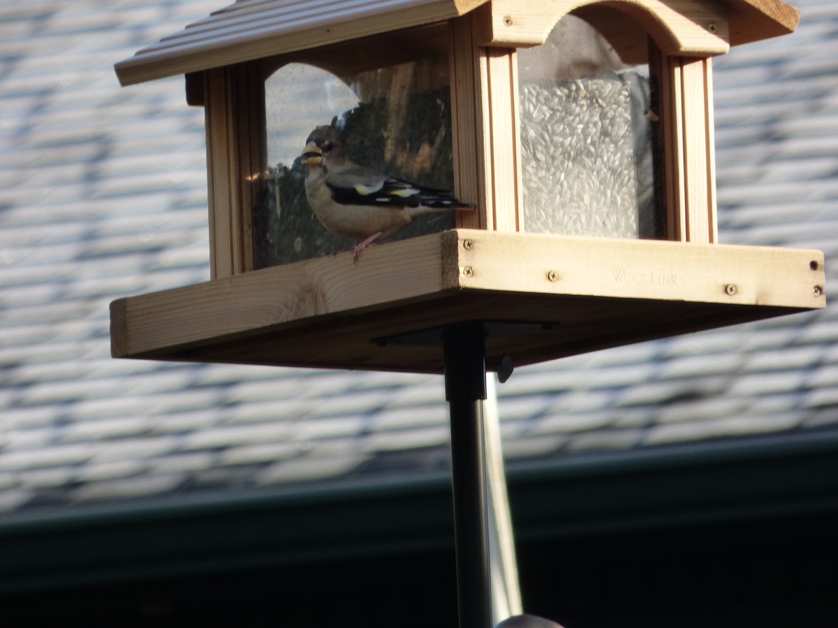 Evening Grosbeak - ML535527581