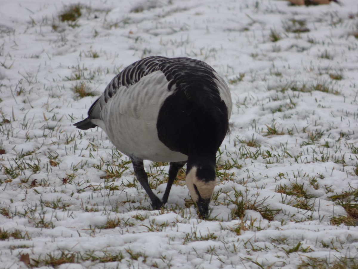 Цагаан шанаат галуу - ML535528721