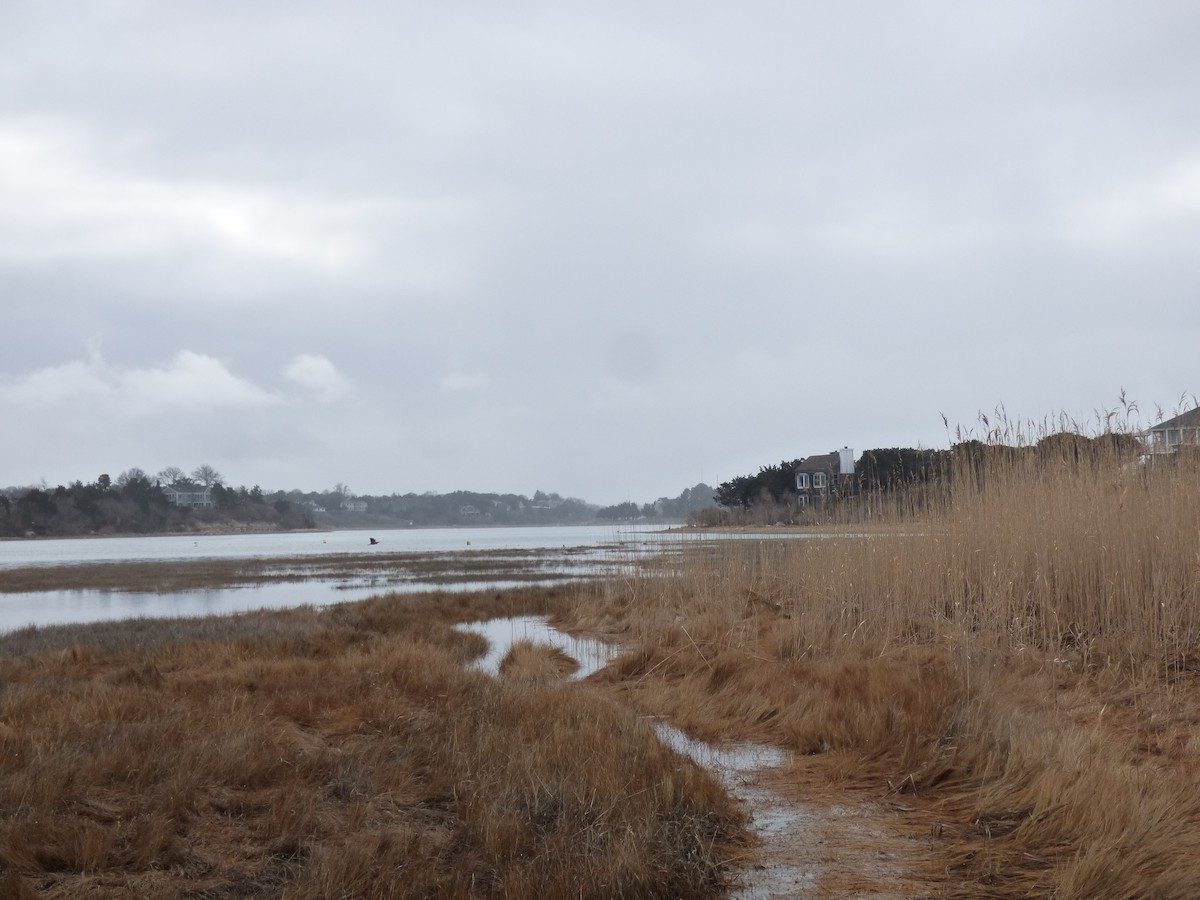 American Bittern - ML535529161