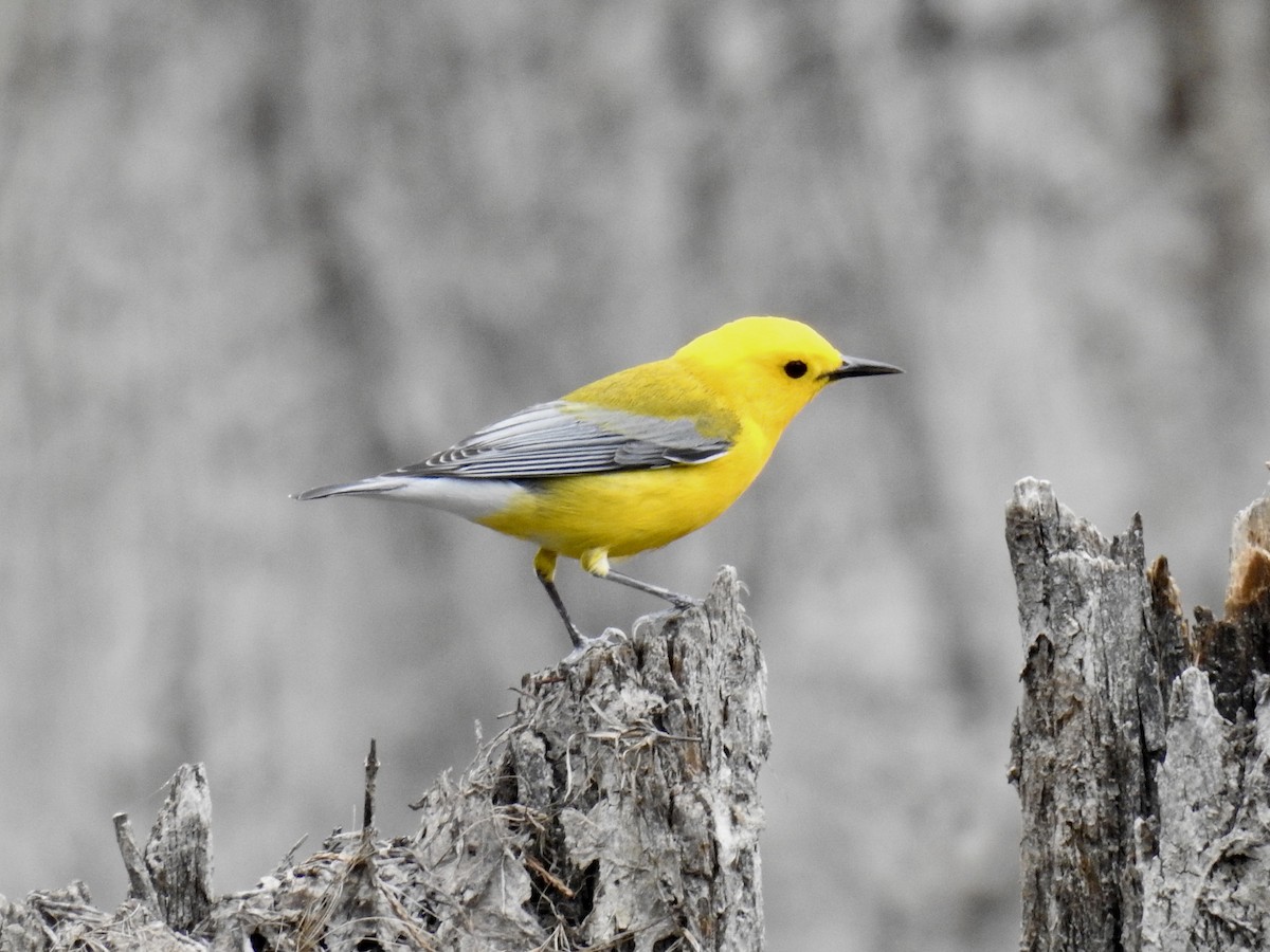 Prothonotary Warbler - ML53552931