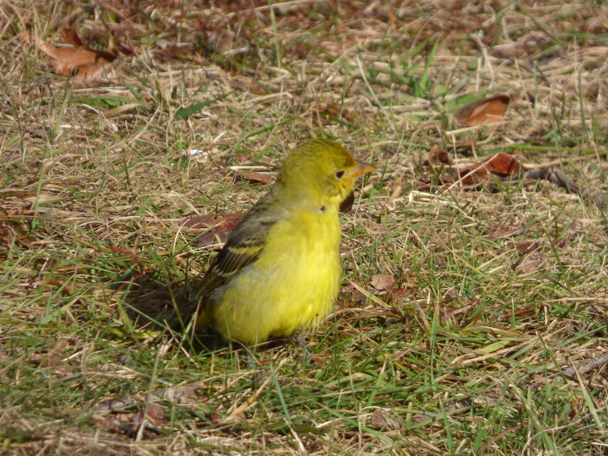 Western Tanager - ML535530341