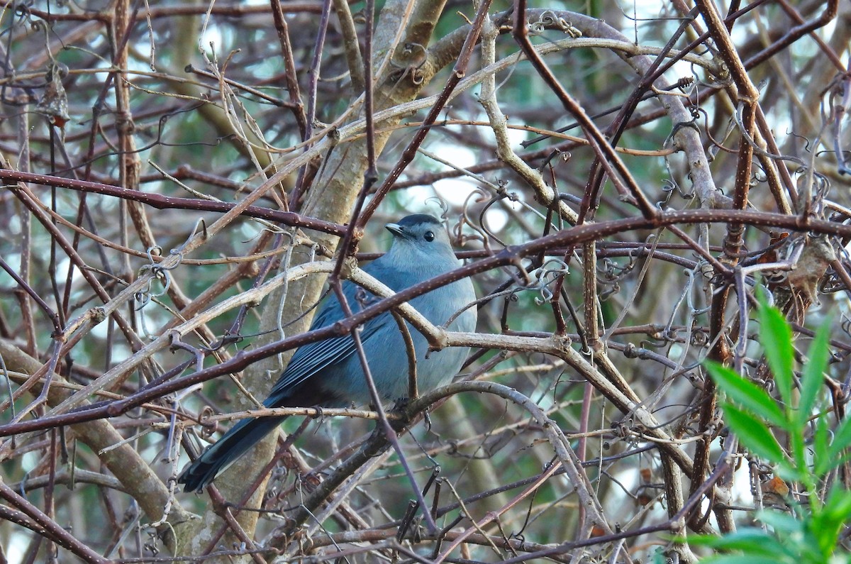 Gray Catbird - ML535531971