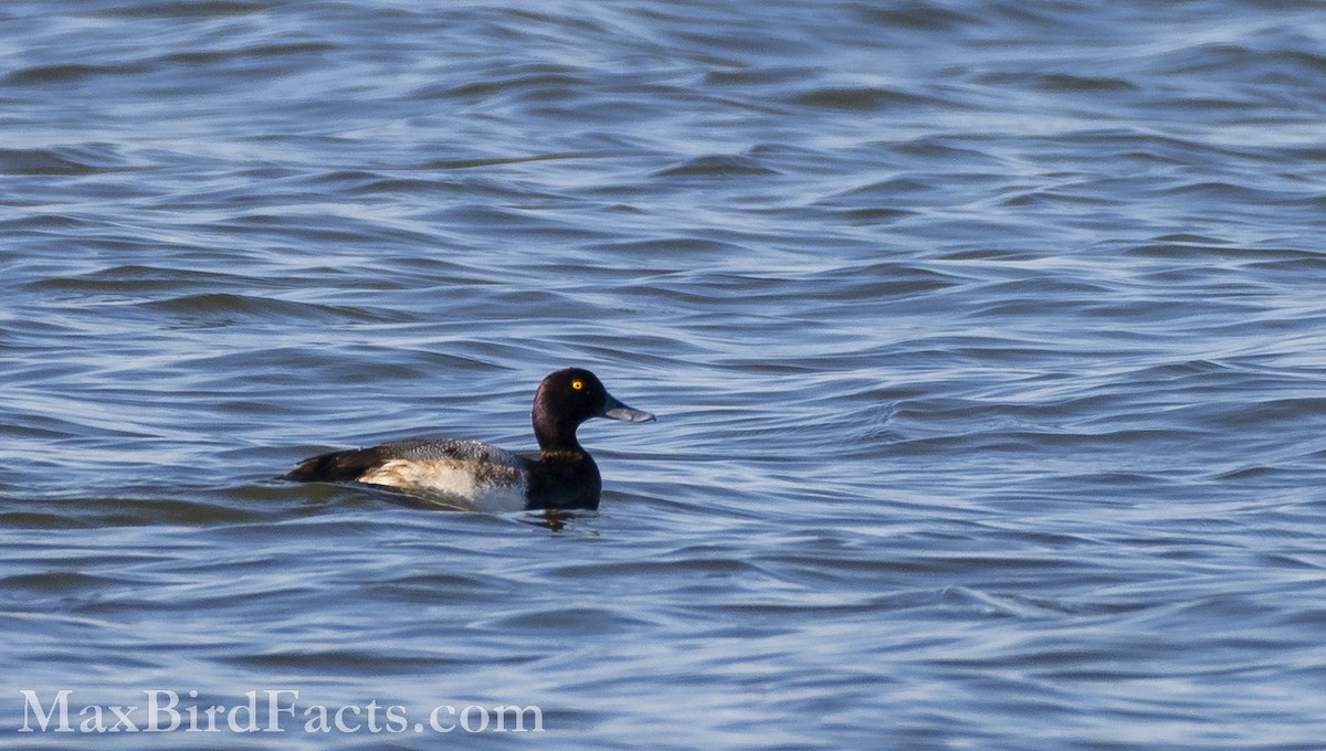 Greater Scaup - ML535534051