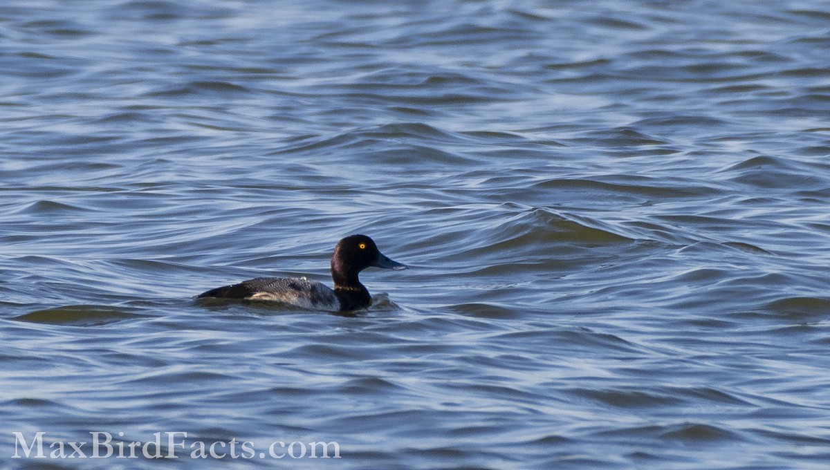 Greater Scaup - ML535534081