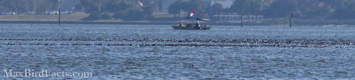 duck sp. - ML535534191