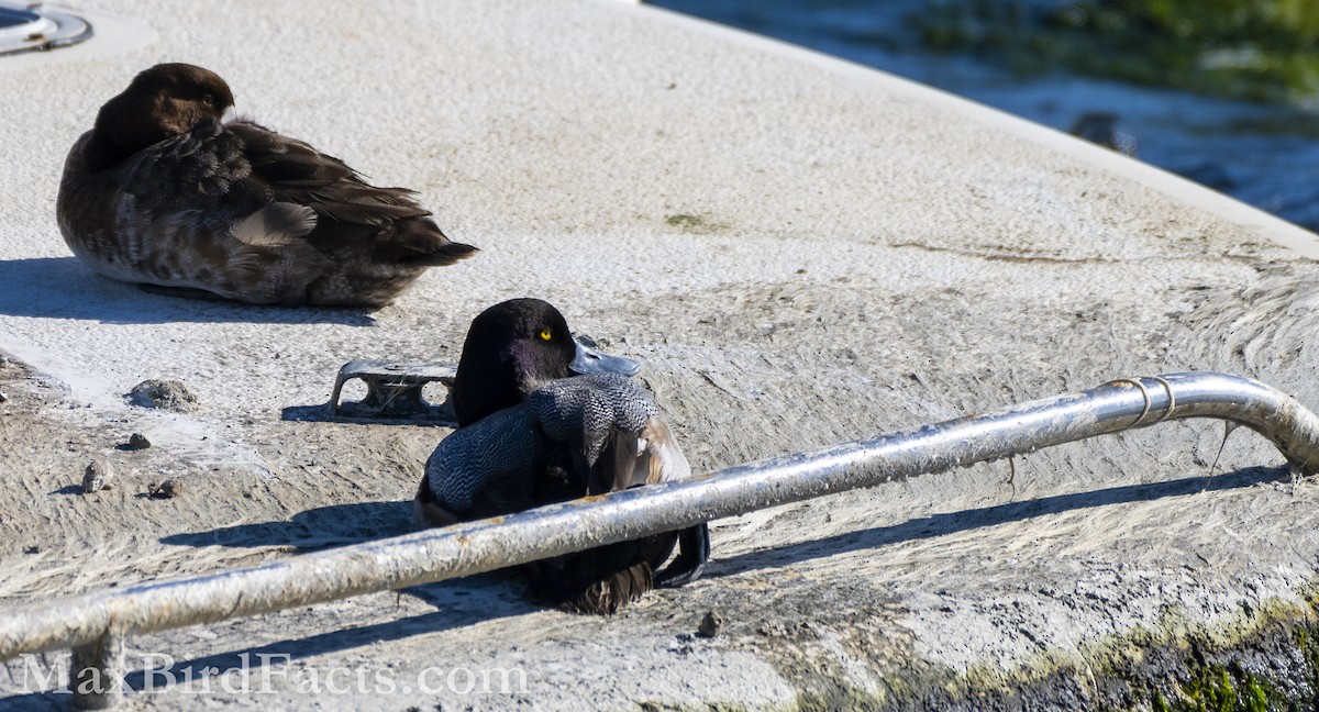 Lesser Scaup - ML535534241