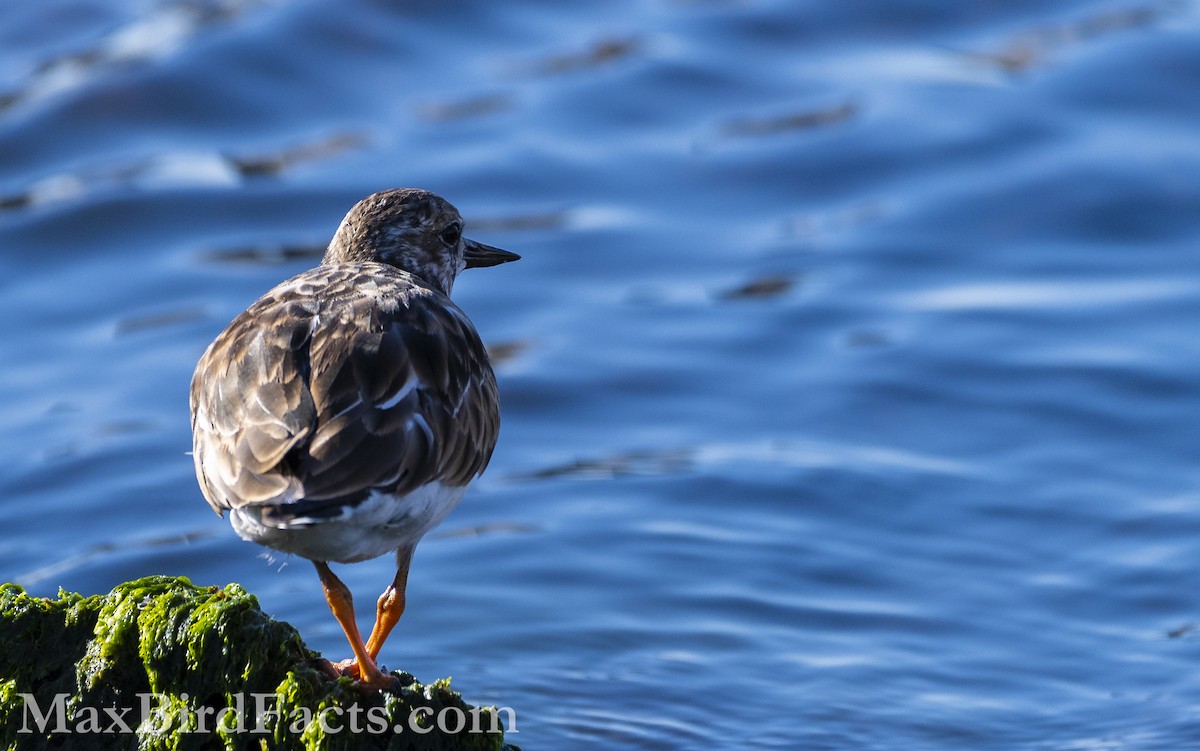Ruddy Turnstone - ML535534461