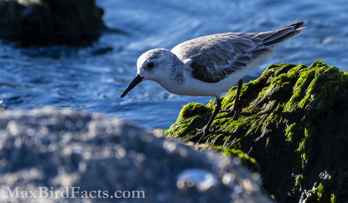Sanderling - ML535534471