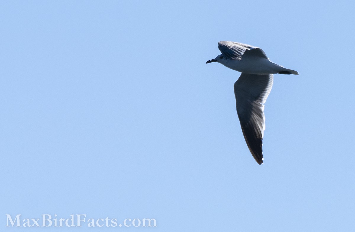 Laughing Gull - ML535534481