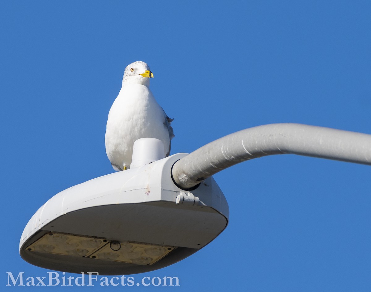 Ring-billed Gull - ML535534501