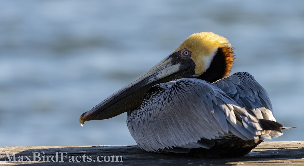 Brown Pelican (Atlantic) - ML535534621