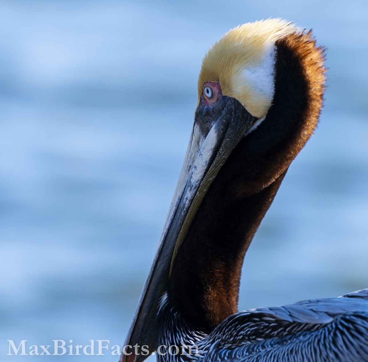 Brown Pelican (Atlantic) - ML535534651