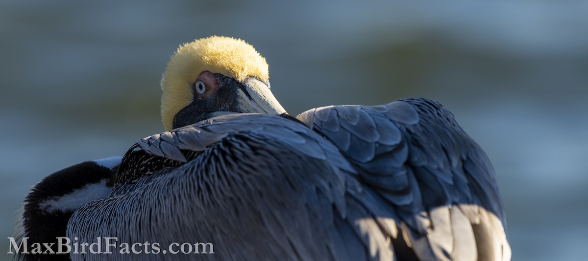 Brown Pelican (Atlantic) - ML535534681