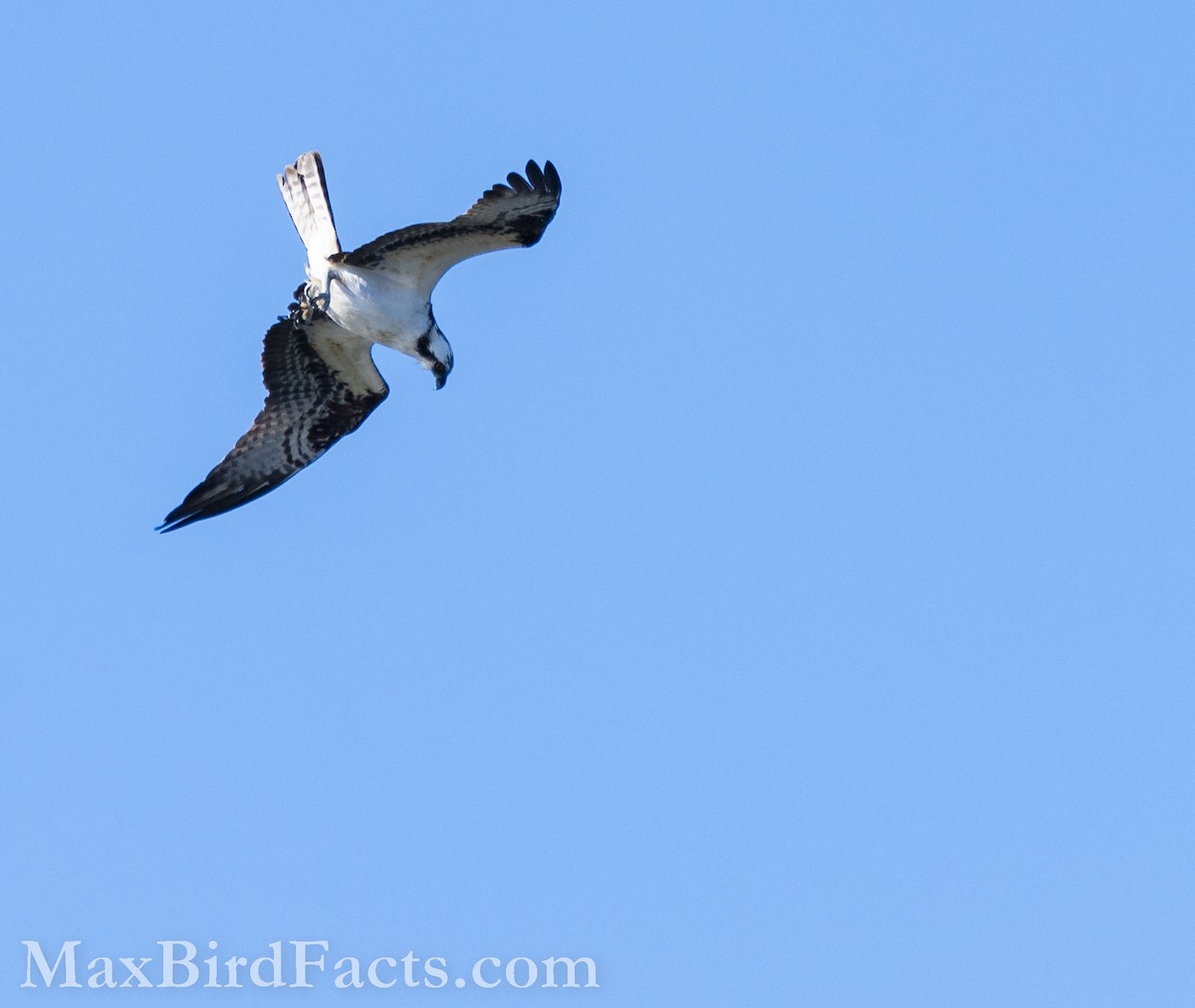 Osprey (American) - ML535534761