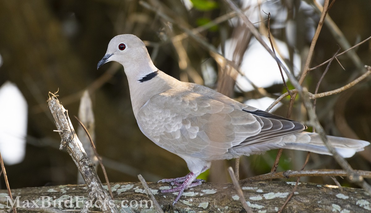 Eurasian Collared-Dove - ML535534981
