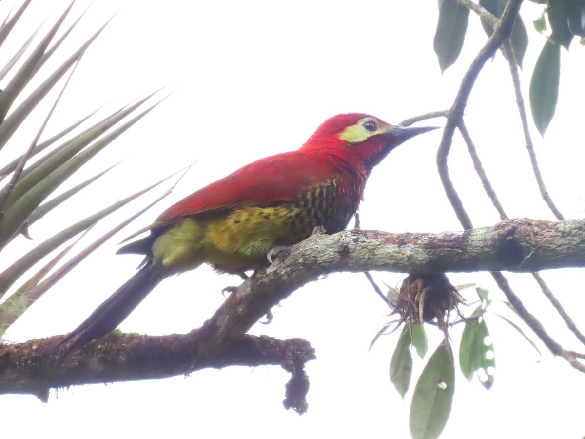 Crimson-mantled Woodpecker - ML535535601