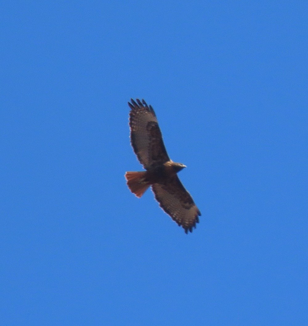 Red-shouldered Hawk - ML535535791