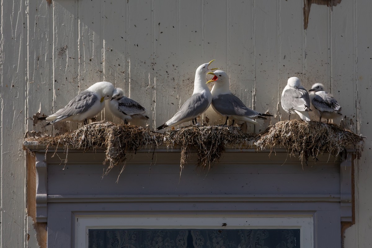 Black-legged Kittiwake - ML535536051