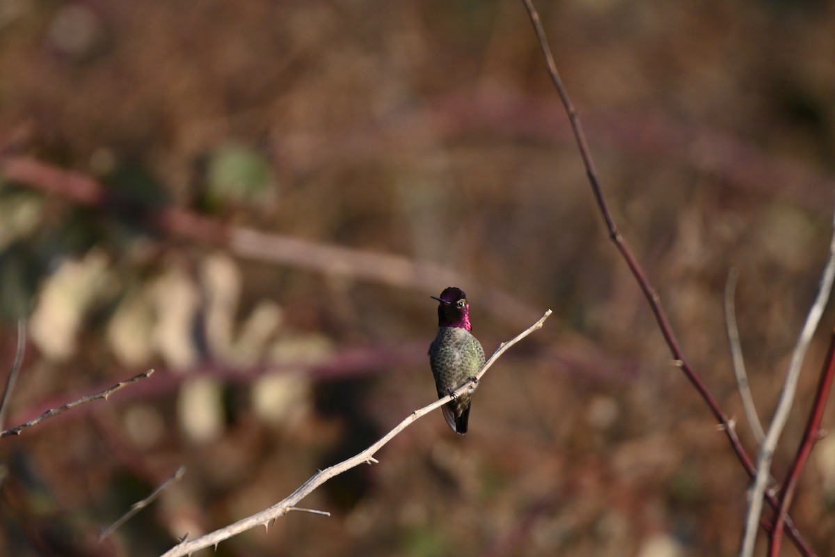 Anna's Hummingbird - ML535536111