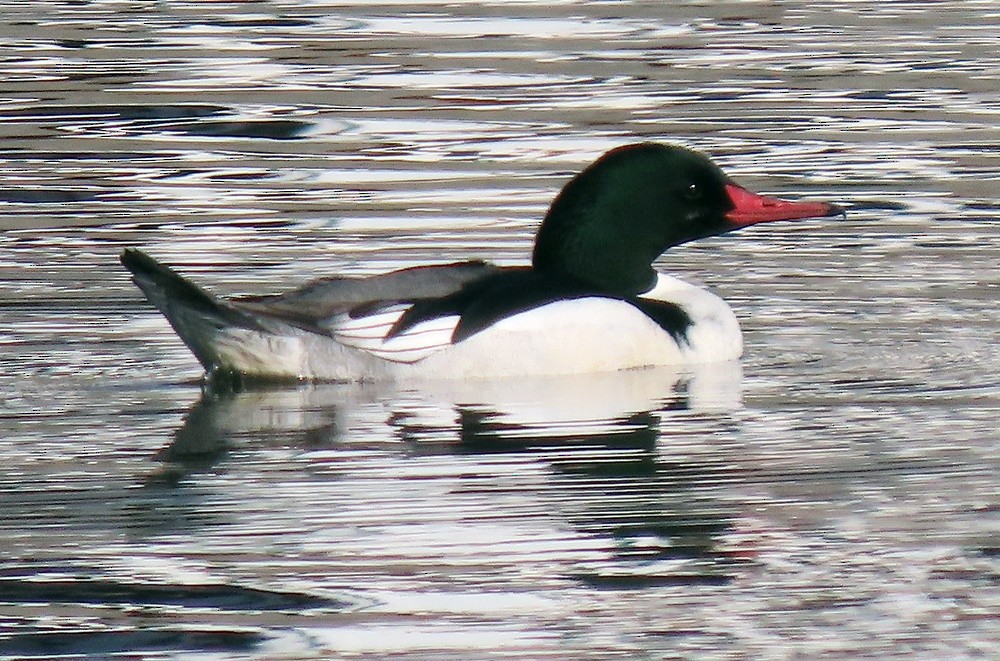 Common Merganser - ML535537001