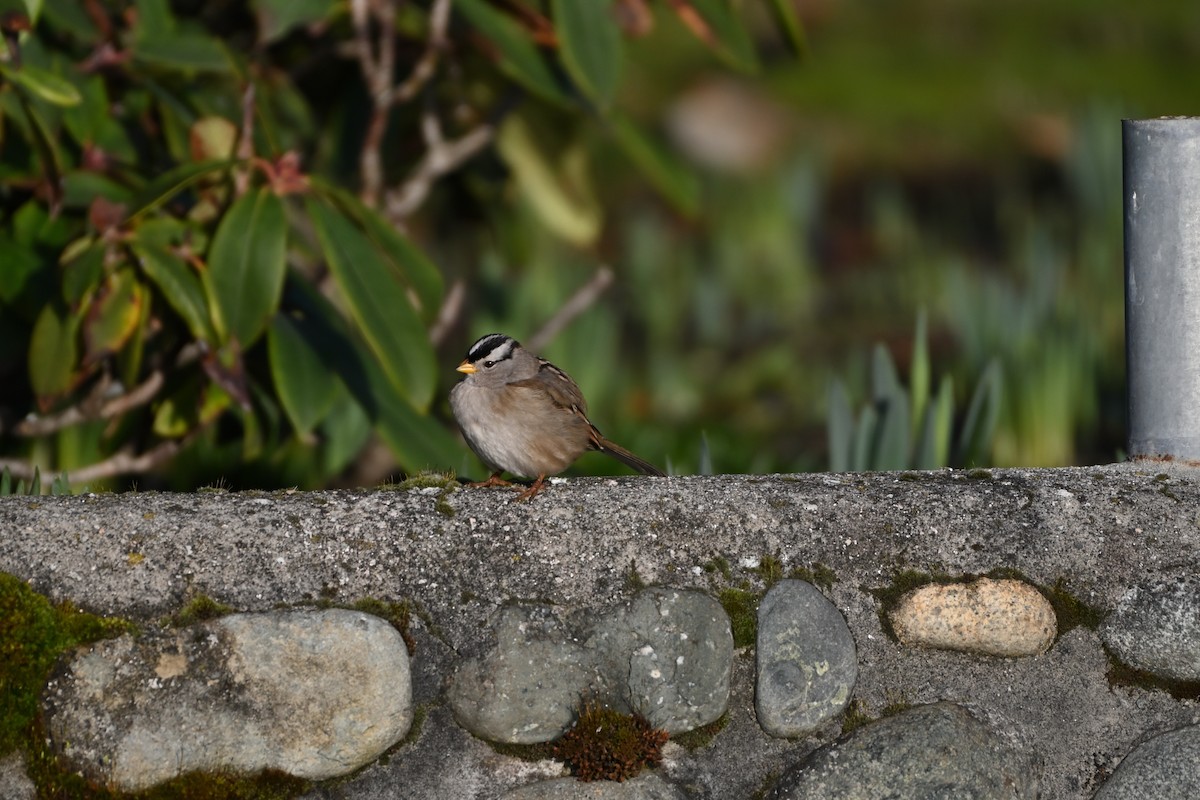 White-crowned Sparrow - ML535537011