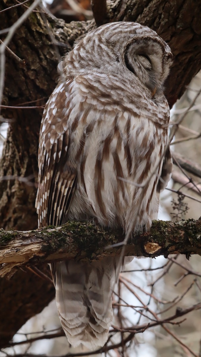 Barred Owl - Jacquelyn Hall