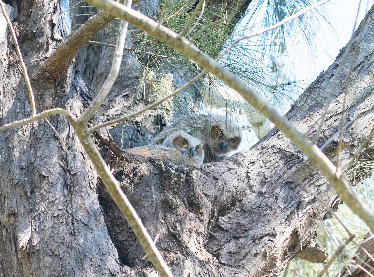 Great Horned Owl - ML535537261