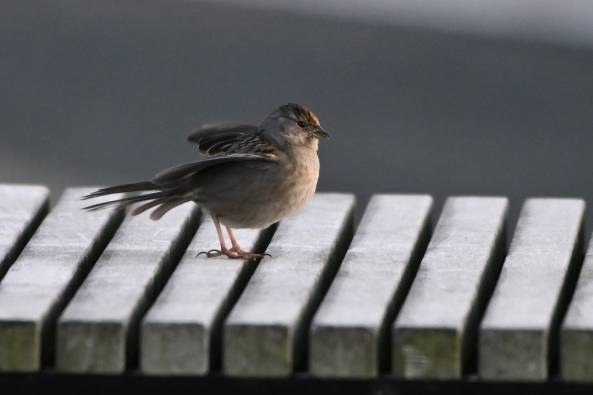 Golden-crowned Sparrow - ML535537671