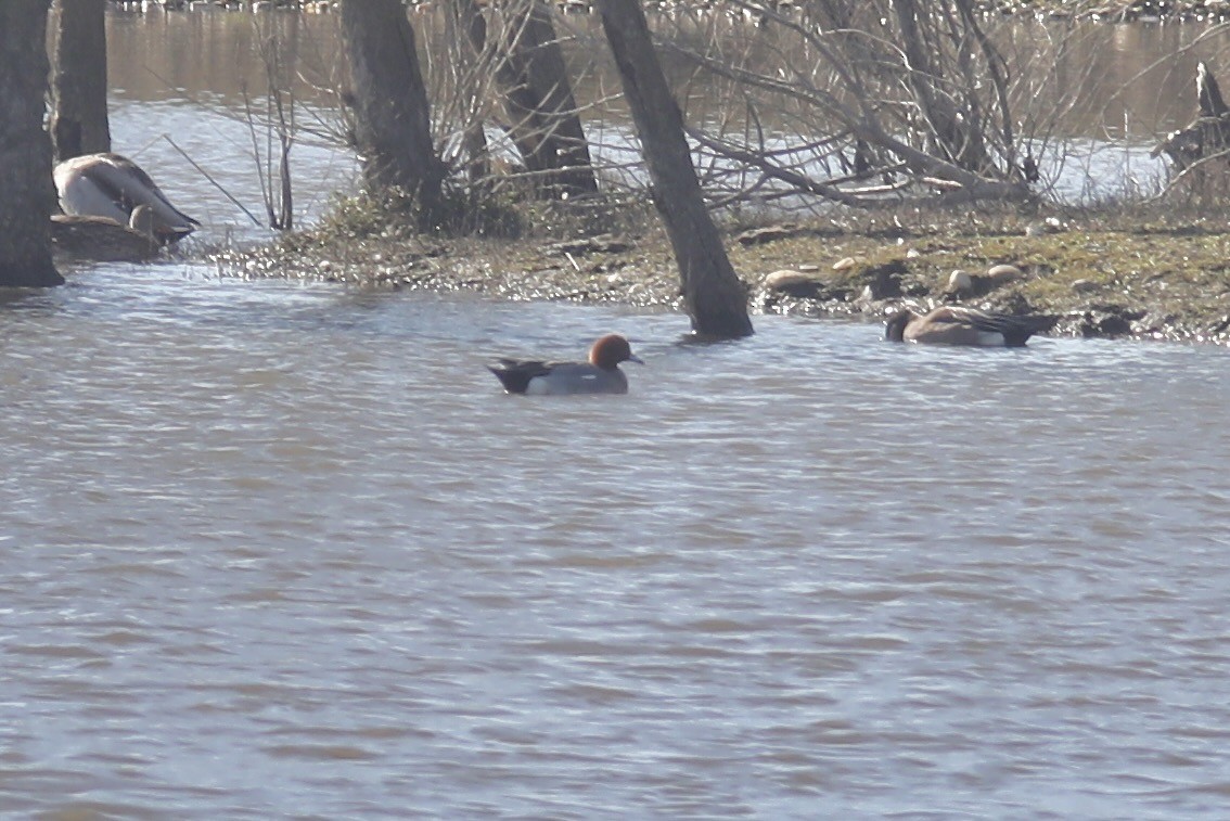 Eurasian Wigeon - ML535539121