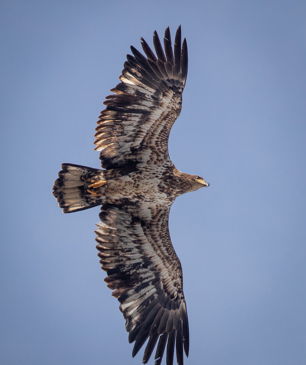 Bald Eagle - bj worth