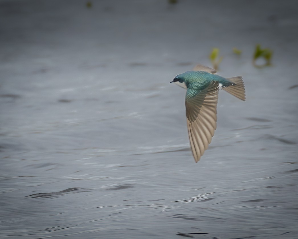 Golondrina Bicolor - ML535541651