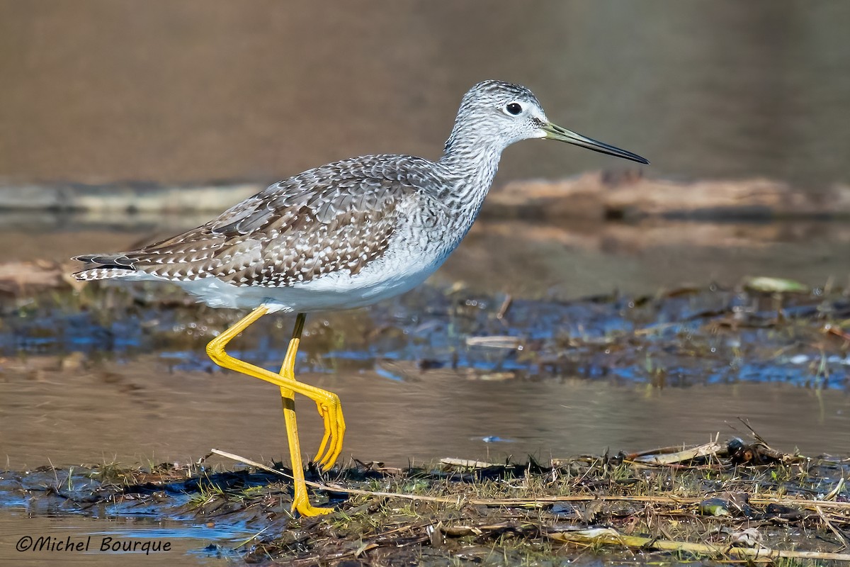 Greater Yellowlegs - ML535541671