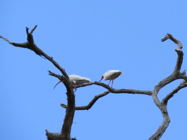 White Ibis - ML53554201