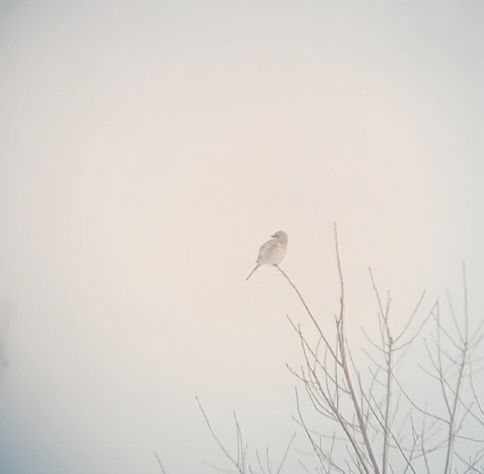 Northern Shrike - ML535542141