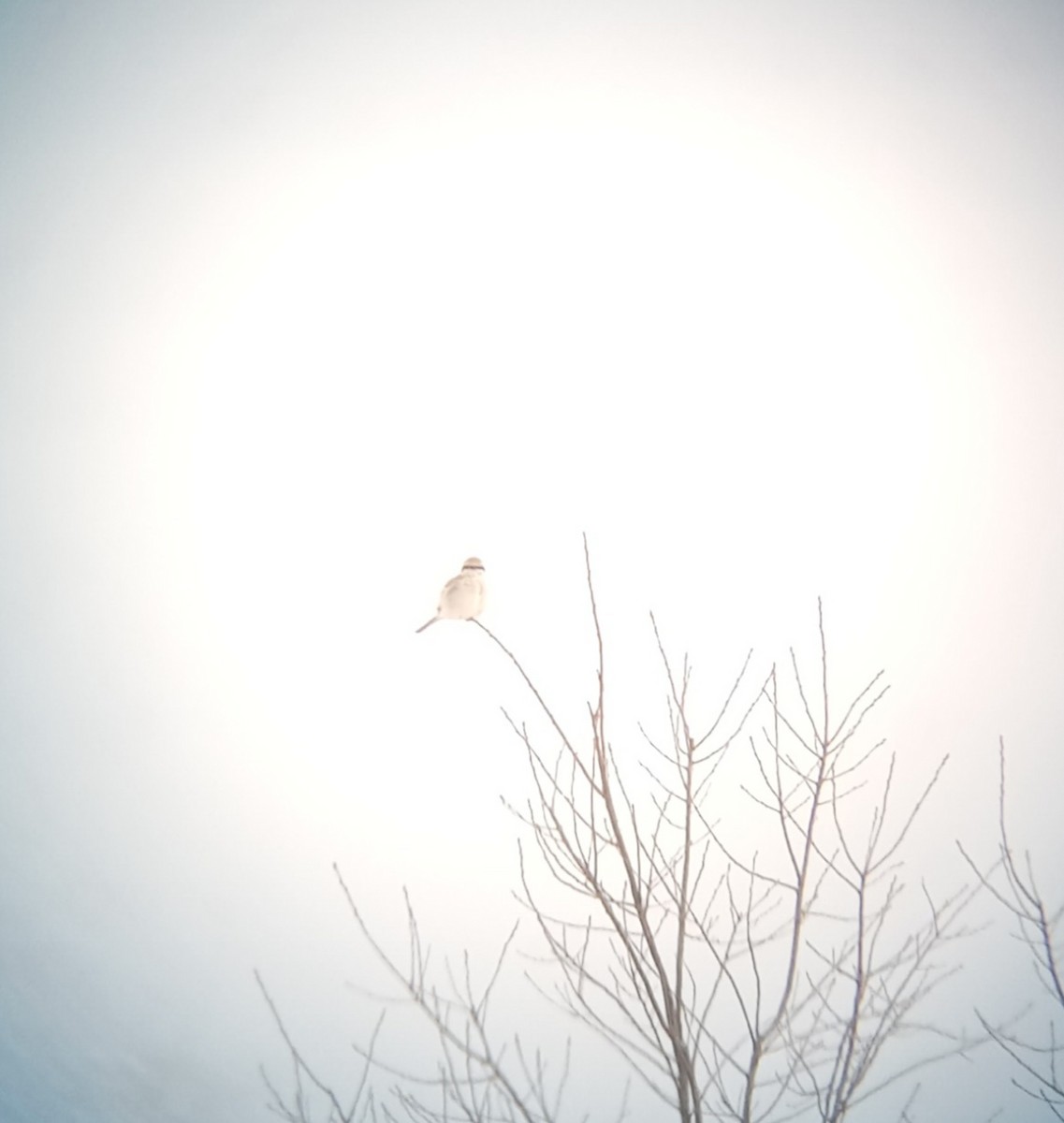 Northern Shrike - ML535542151