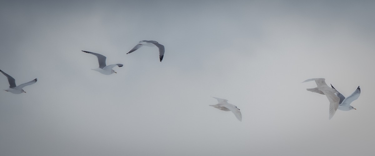 Glaucous Gull - ML535542361